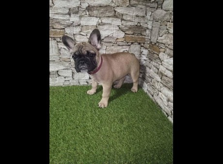 1 fr buldog  lj0725.jpg